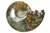 Polished Ammonite (Cleoniceras) Fossil - Madagascar #352367-1